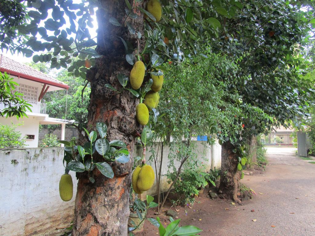 Hotel Shalini Anuradhapura Esterno foto